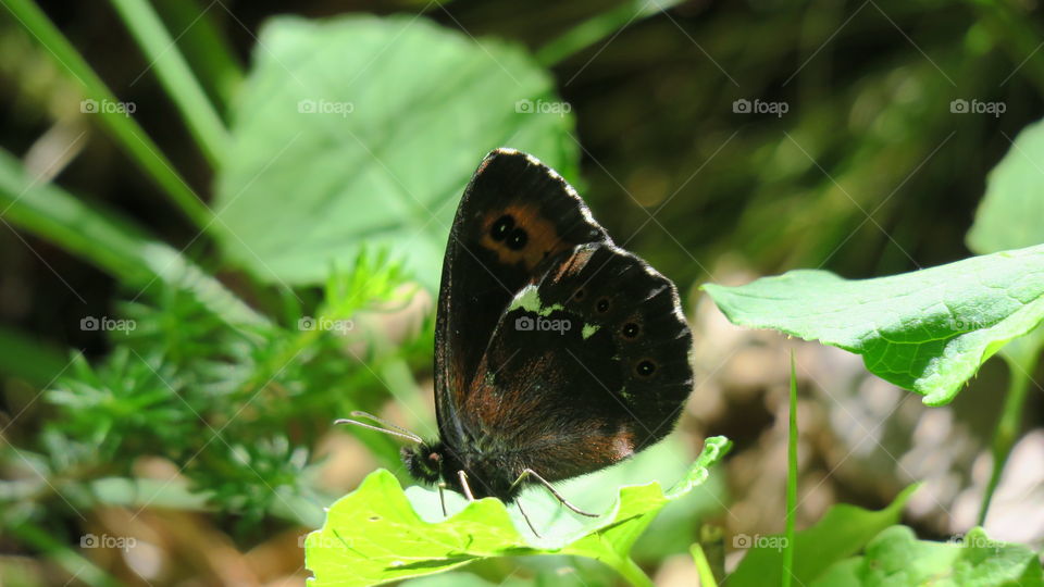 black butterfly