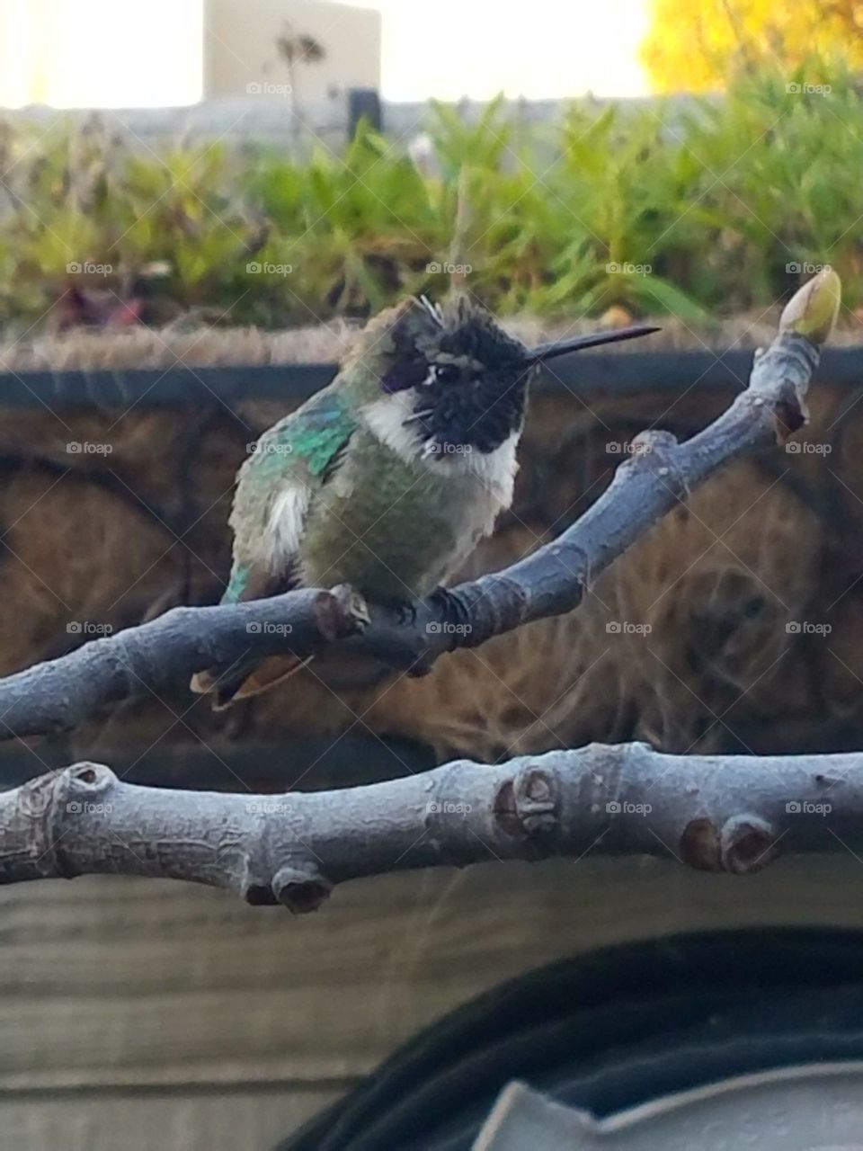 Young Hummingbird