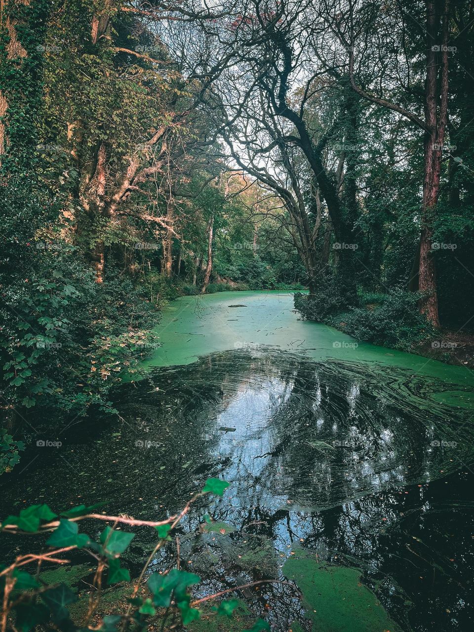 Mystical lake of Bushy Park