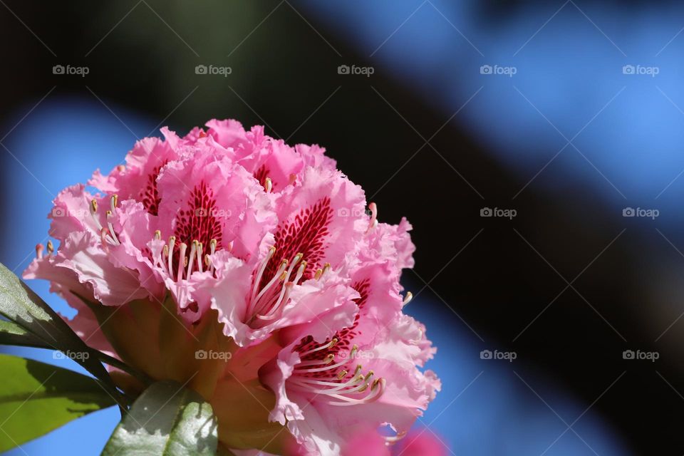 Rhododendron blooming 