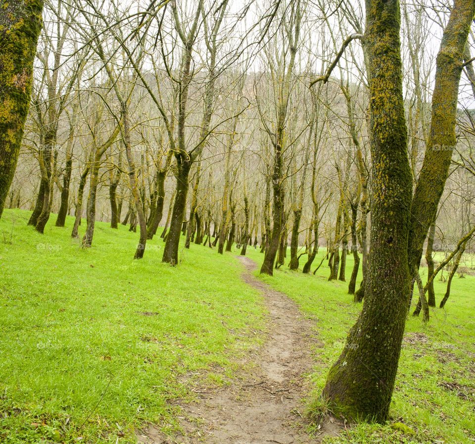 Path crossing a forest