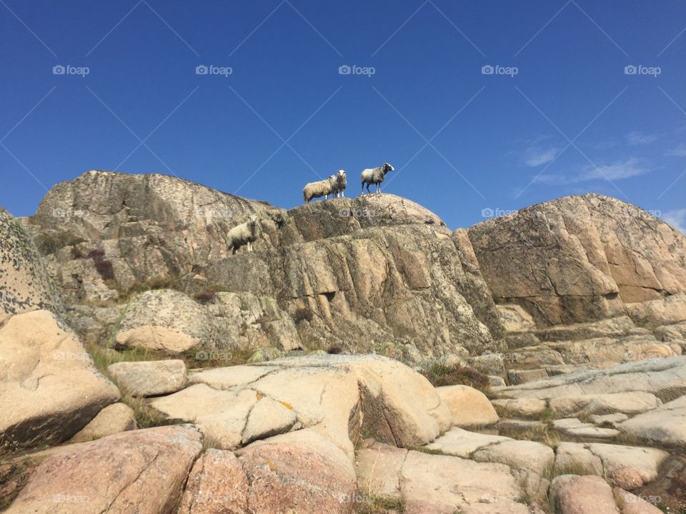 Sheeps on a rock