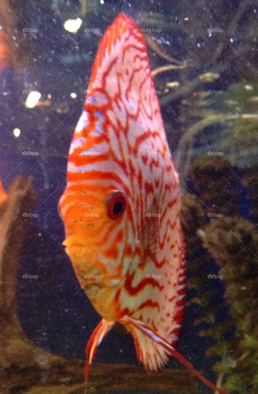 Aquarium. Fish, fisk