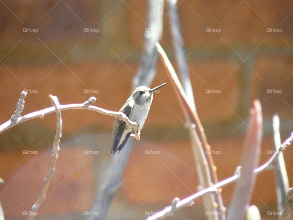 hummingbird