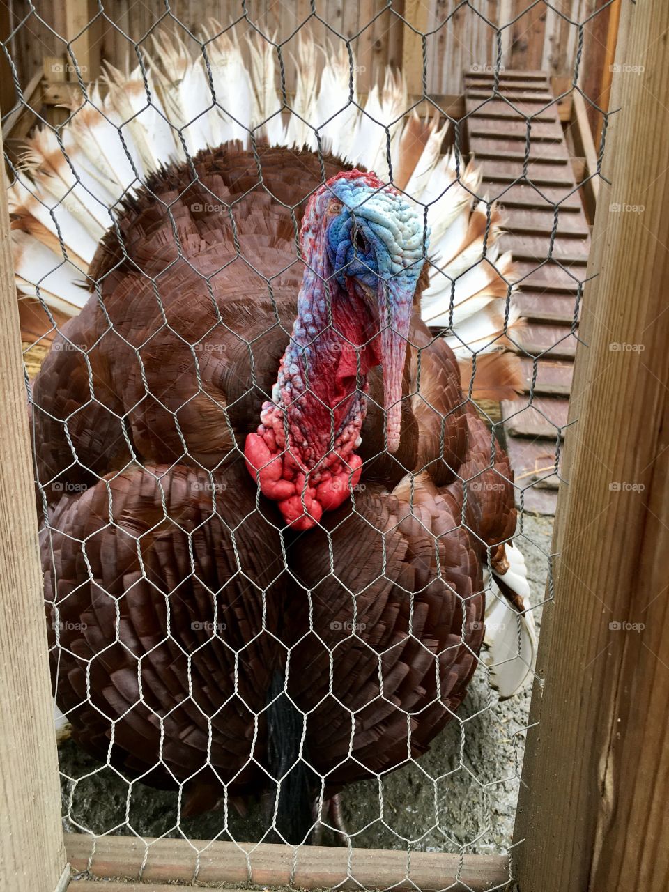Turkey - Bronx Zoo 