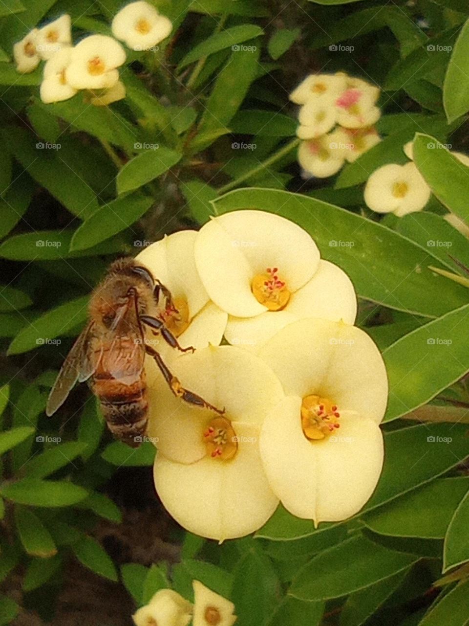 bee on christ plant / abeja en corona de cristo