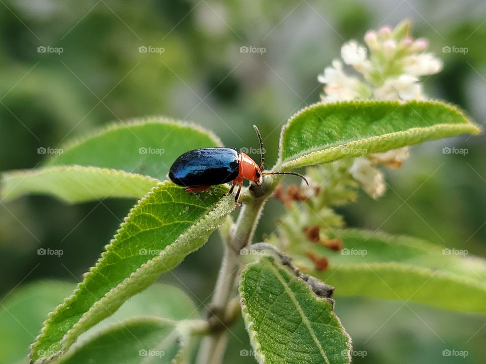 Red and black beetle on an sweet almond verbena bush
