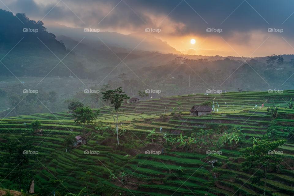 cloudy morning in tamiajeng rice terraces