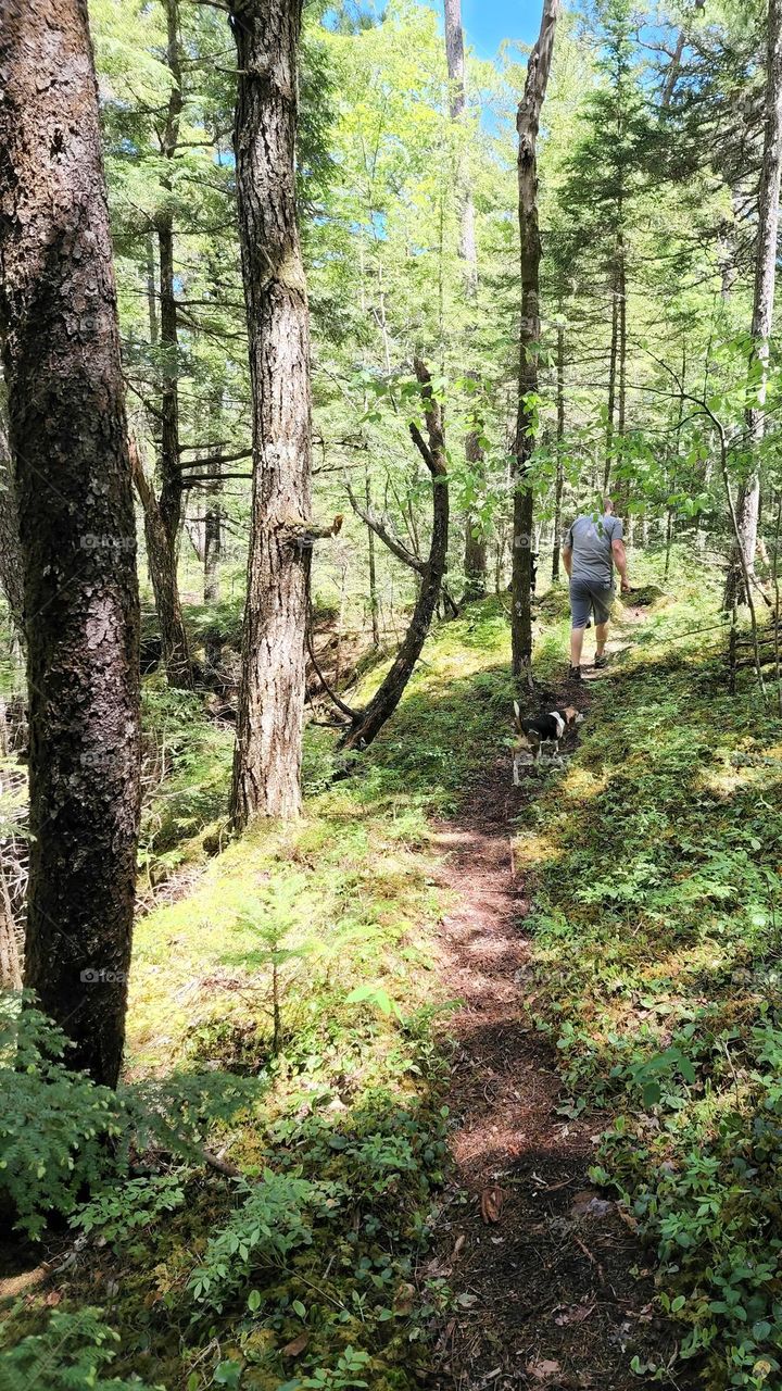 A walk with the dogs through the forest