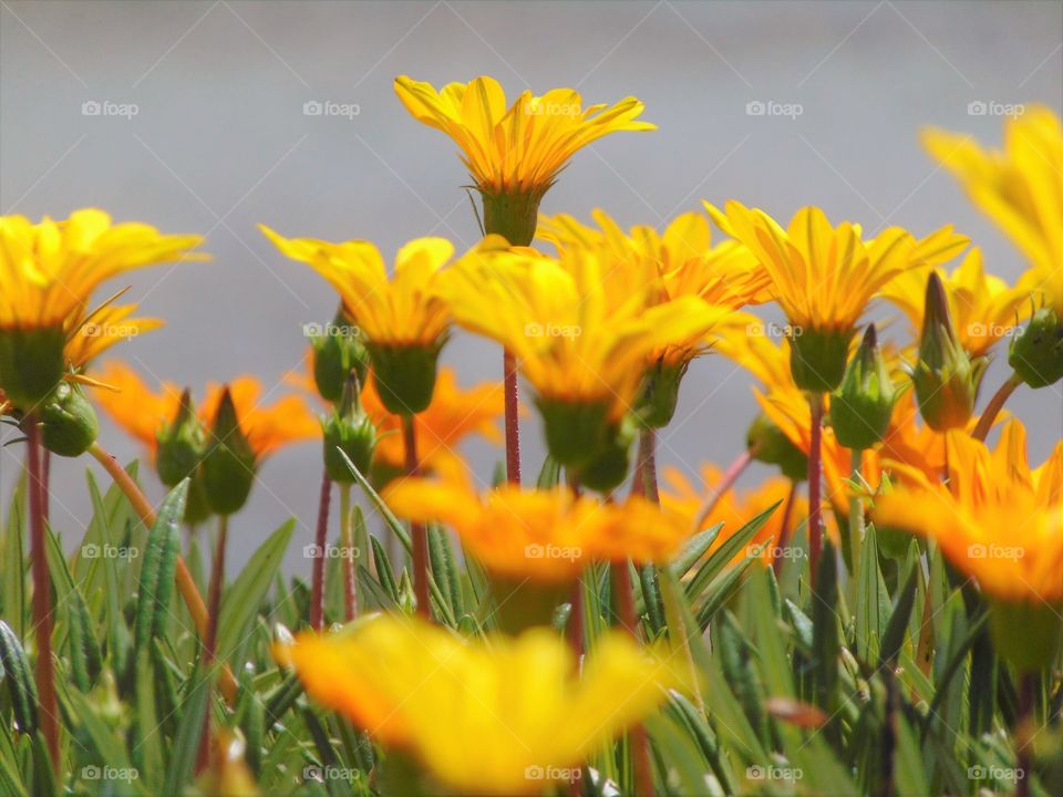 yellow flowers blowing