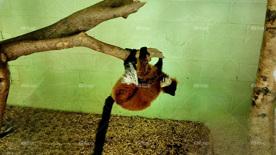 Lemur