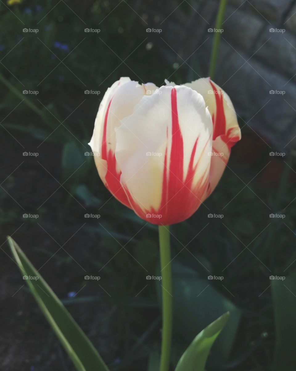 Tulip