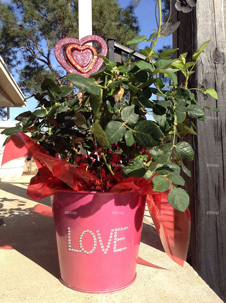 Rose bush for Valentine's