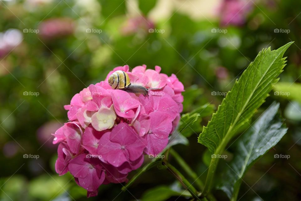 Close-up of a snail on a pink hydrangea. Nice scene in the summer garden.