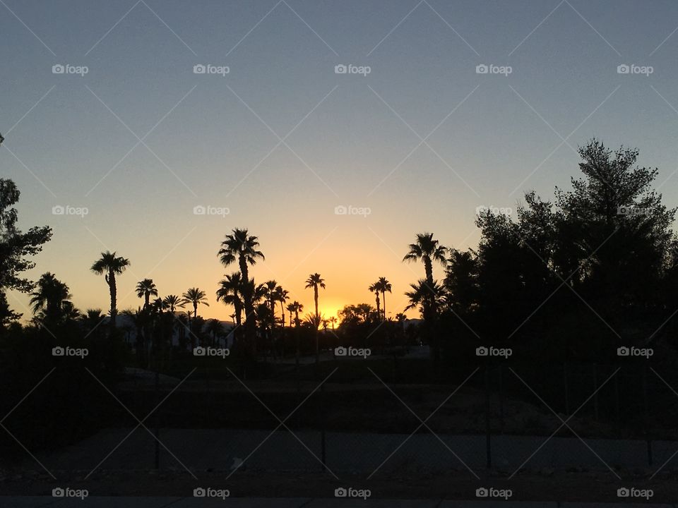 Palm trees and the Las Vegas Sunset