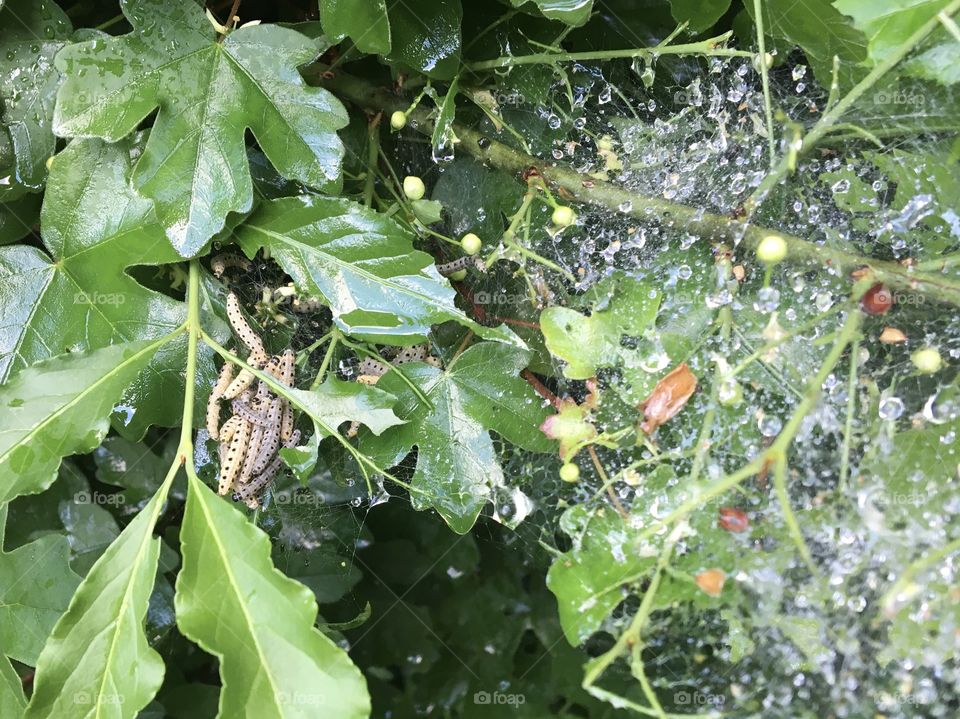 Gathering of caterpillars 