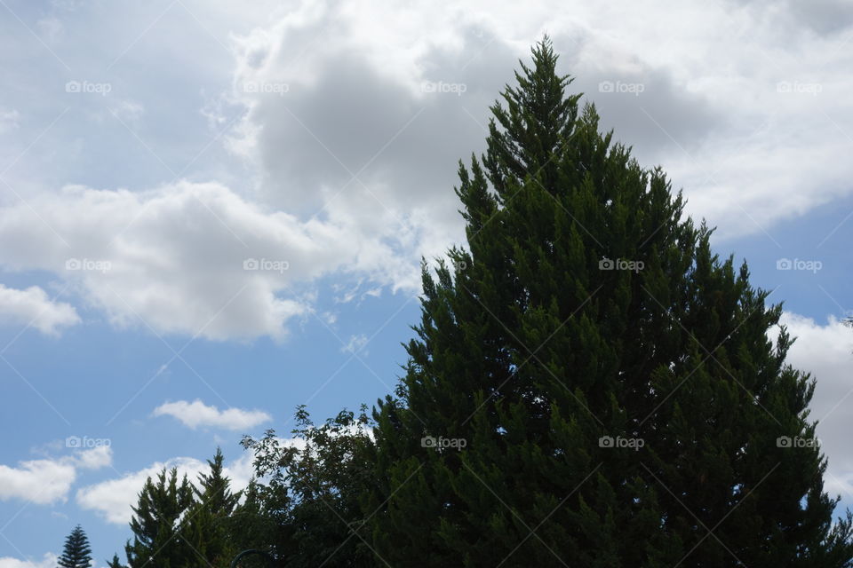 tree and cloudy sky