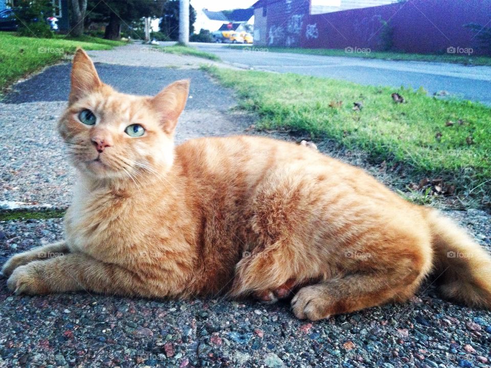 Autumn orange cat . 