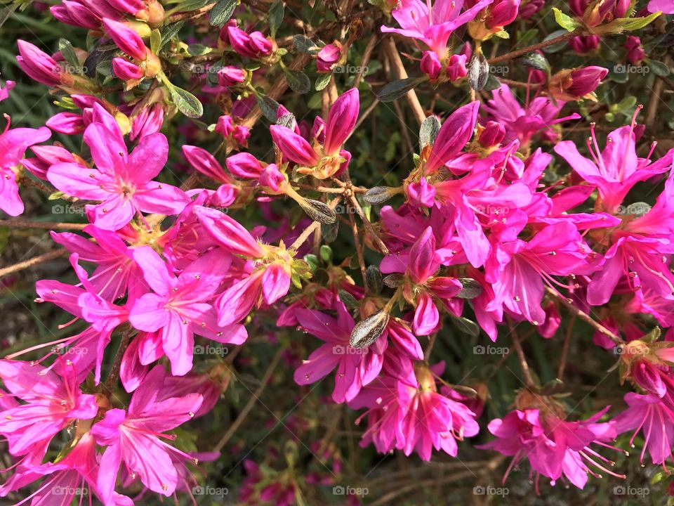 Sumptuous border plant, could the boldness of the pink flower be any more striking.