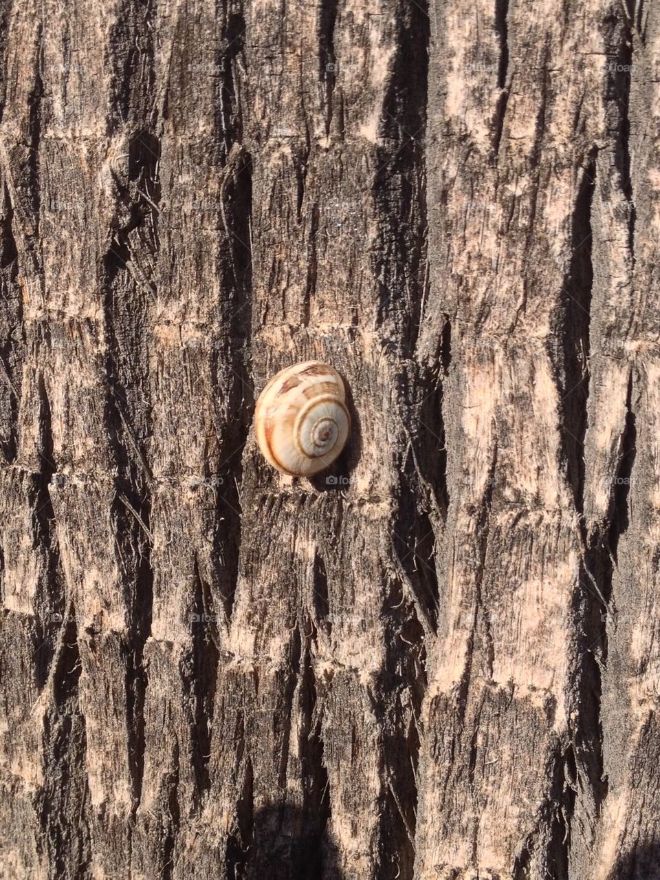 snail