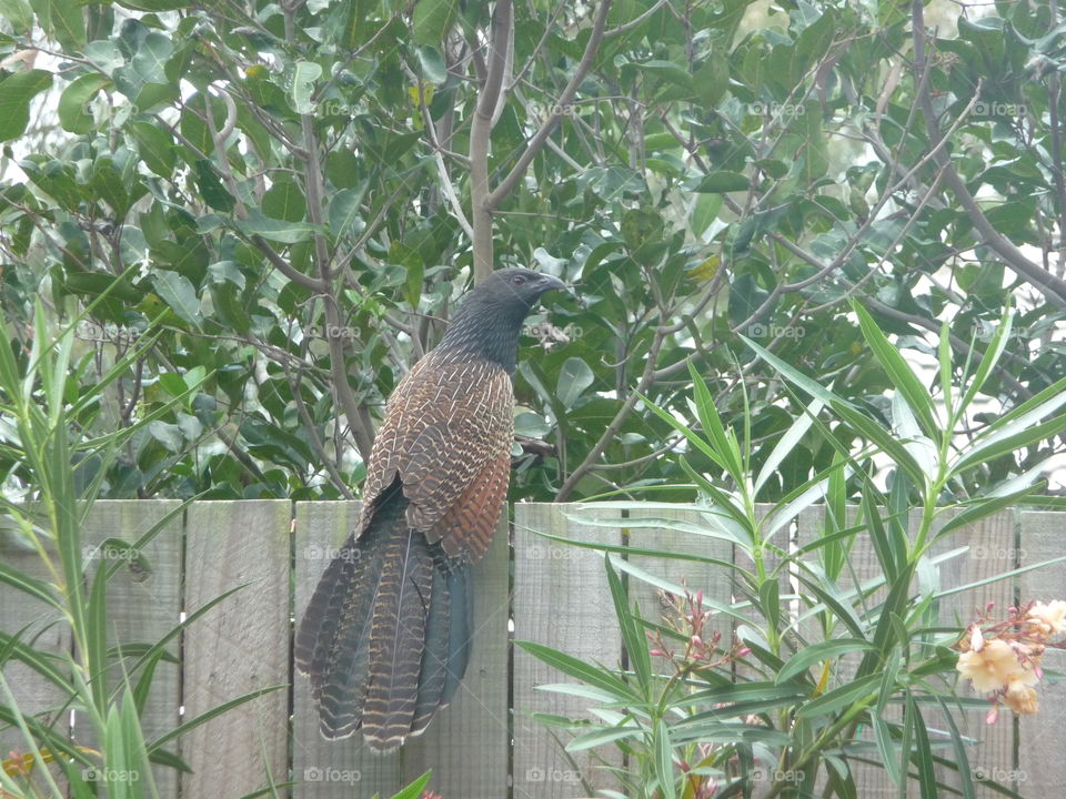 Pheasant visiting my backyard