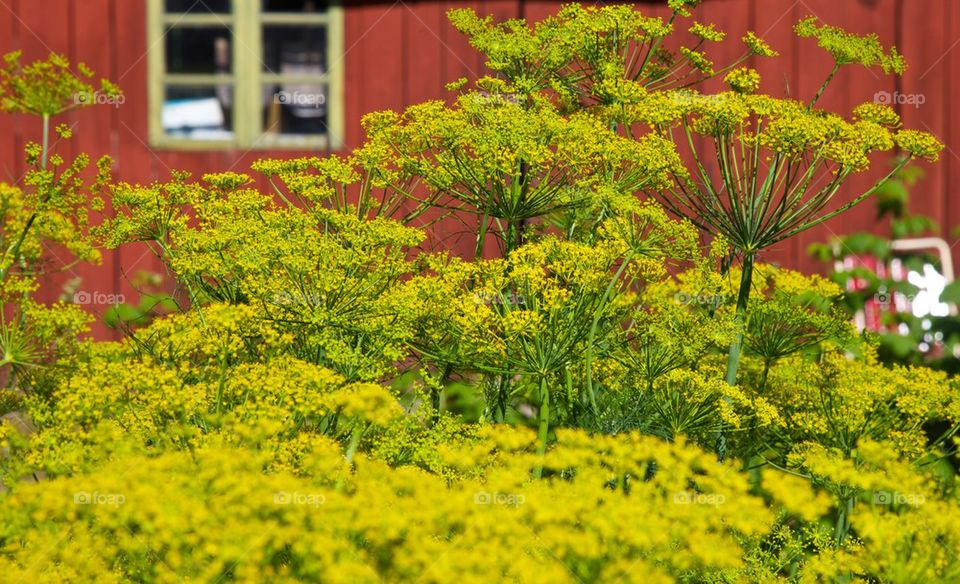 Dill plant blossom