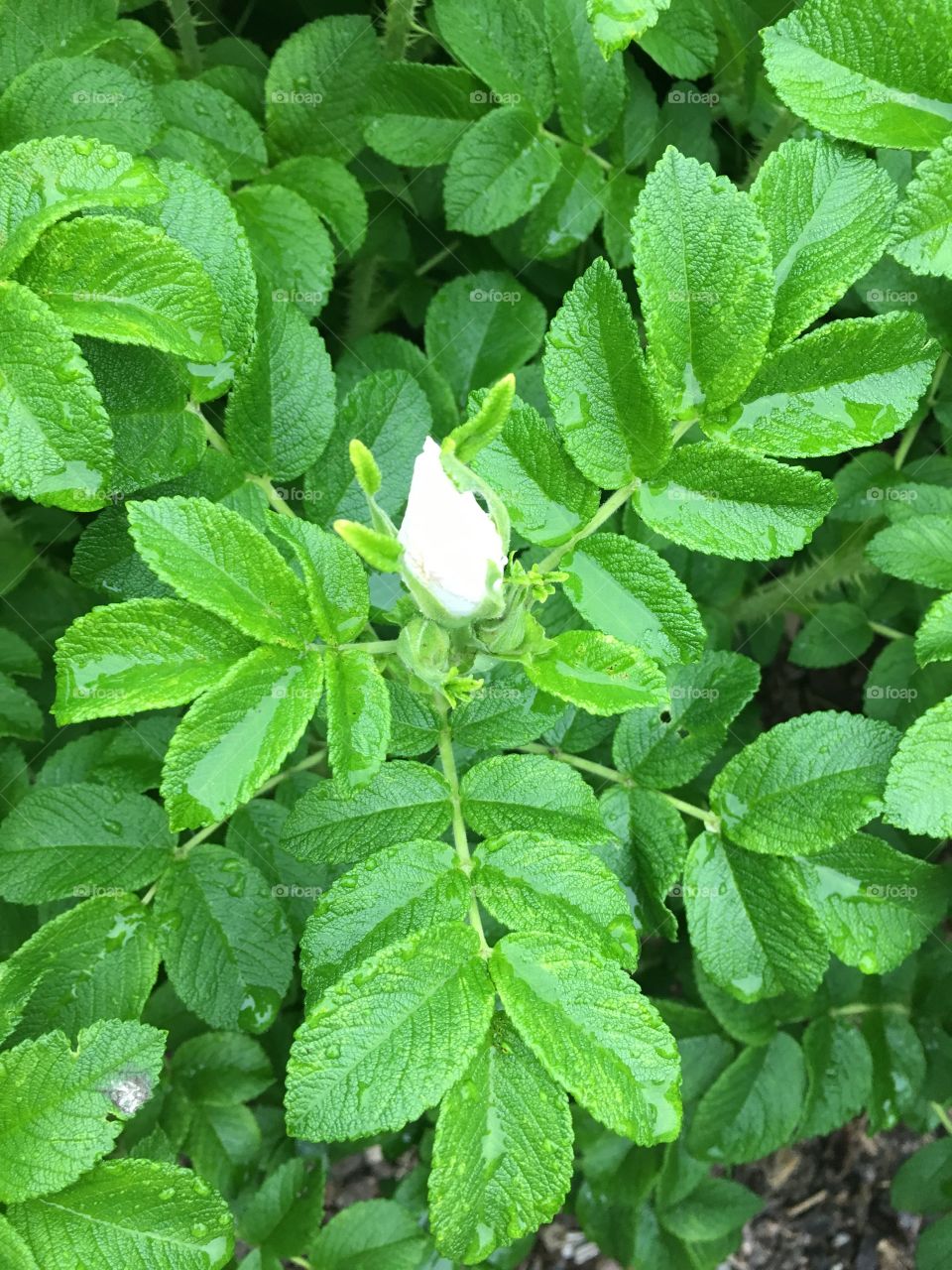 Rose bud