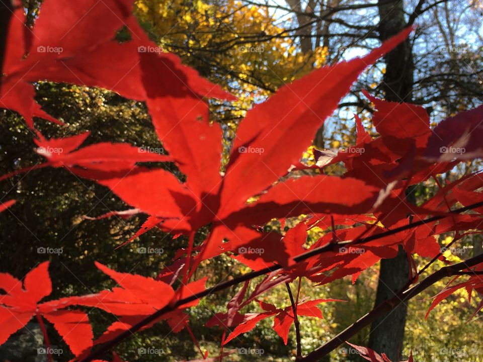 Japanese maple backlit