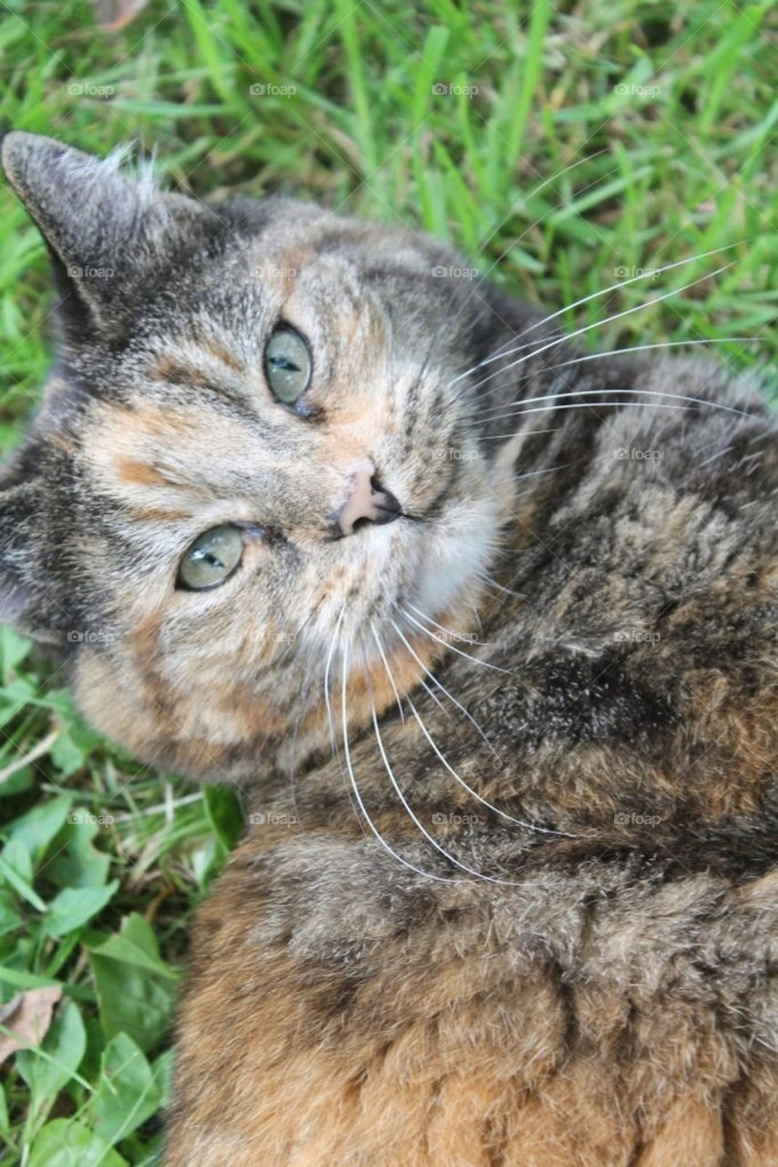 grass summer cat mammals by merethe