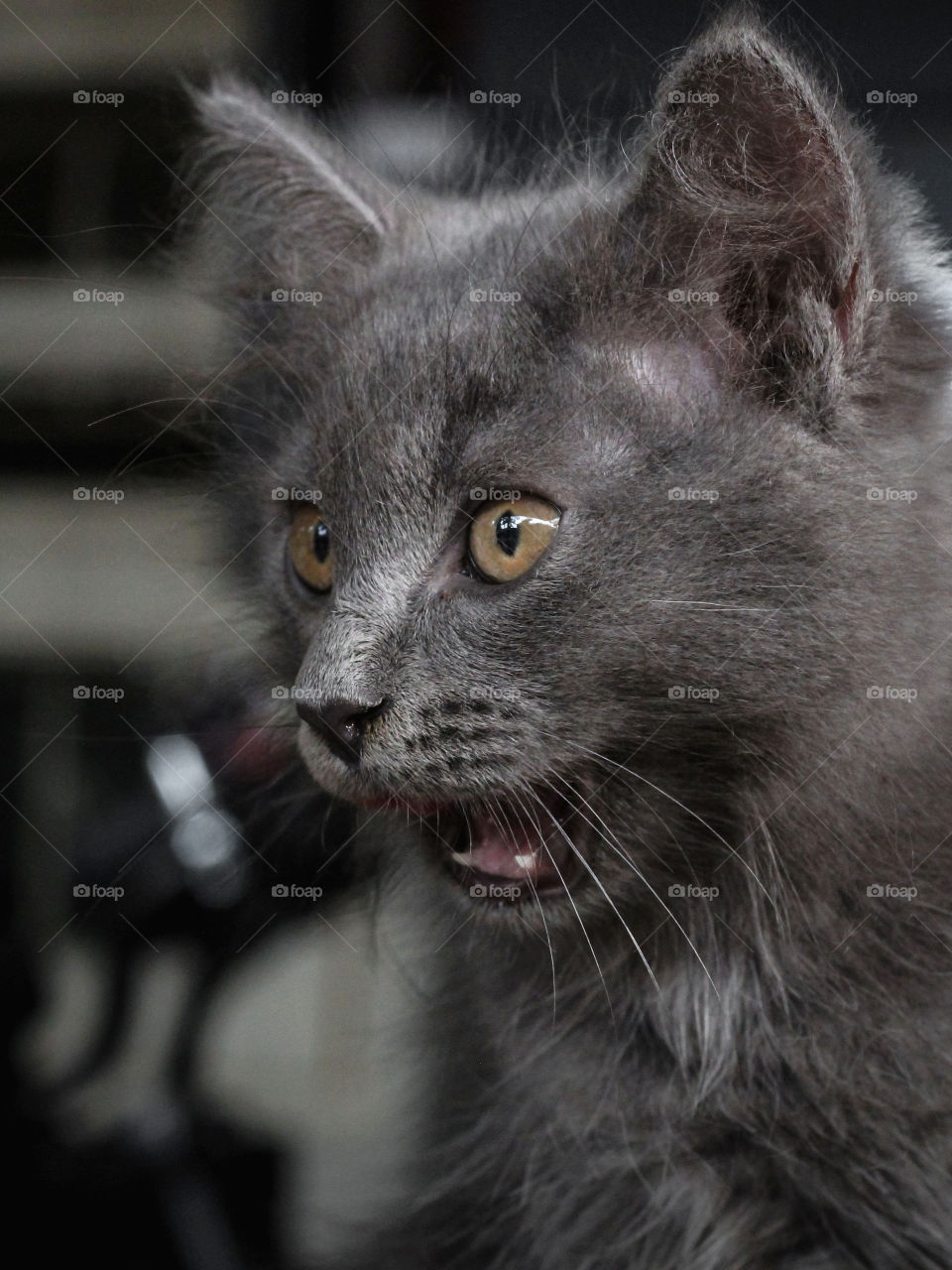Taking a picture of my friend's cat. He is very active and often showing funny face while playing with his cat sibling. His orange eyes are something pop up too.