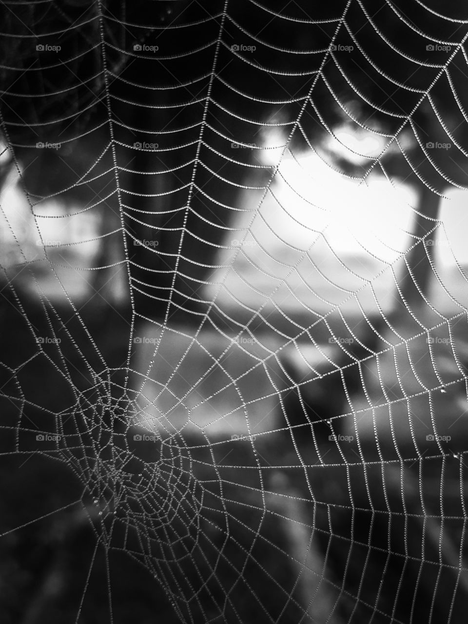 spider's web in a grave yard