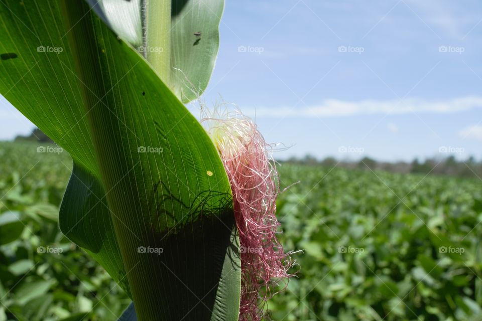 corn growing in field with purple corn husk on a sunny day with blue skies and green background