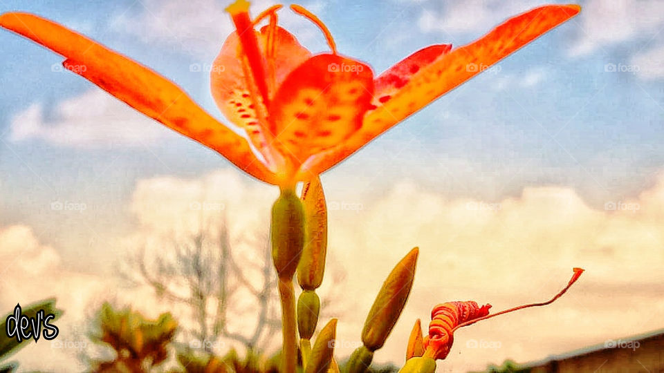 A flower’s appeal is in its contradictions – so delicate in form yet strong in fragrance, so small in size yet big in beauty, so short in life yet long on effect
— Adabella Radici