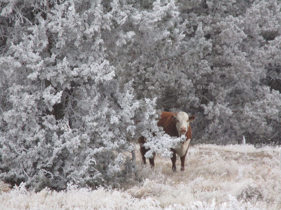 A cow in the cold winter morning frost on the ground, bushes, and juniper trees in Central Oregon. 