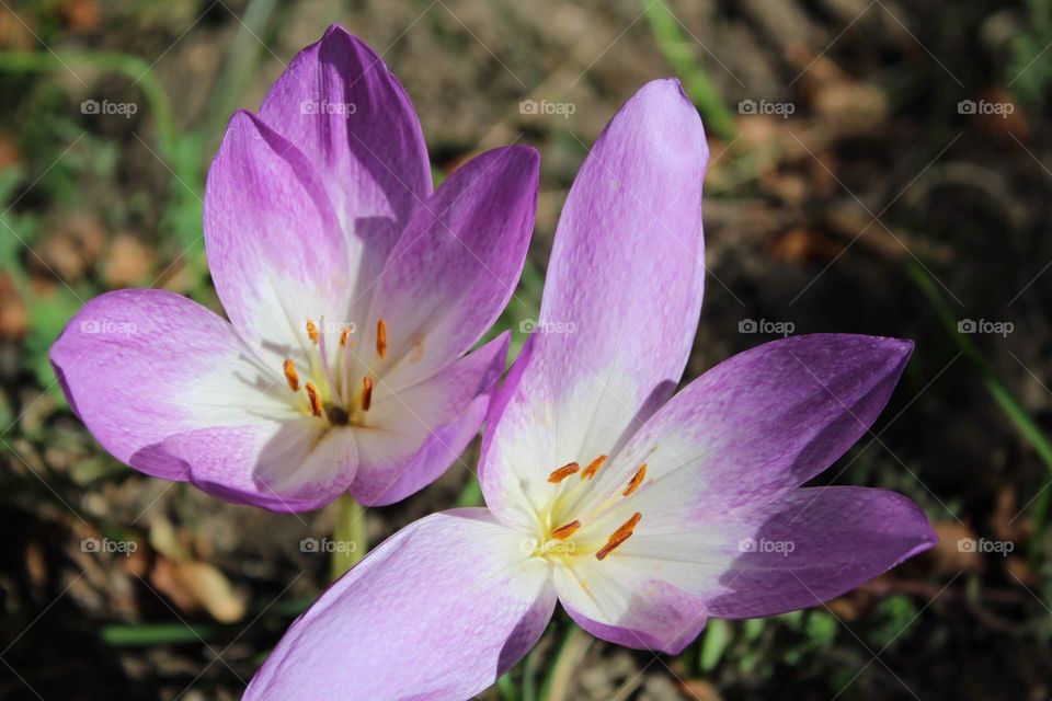 Crocus 