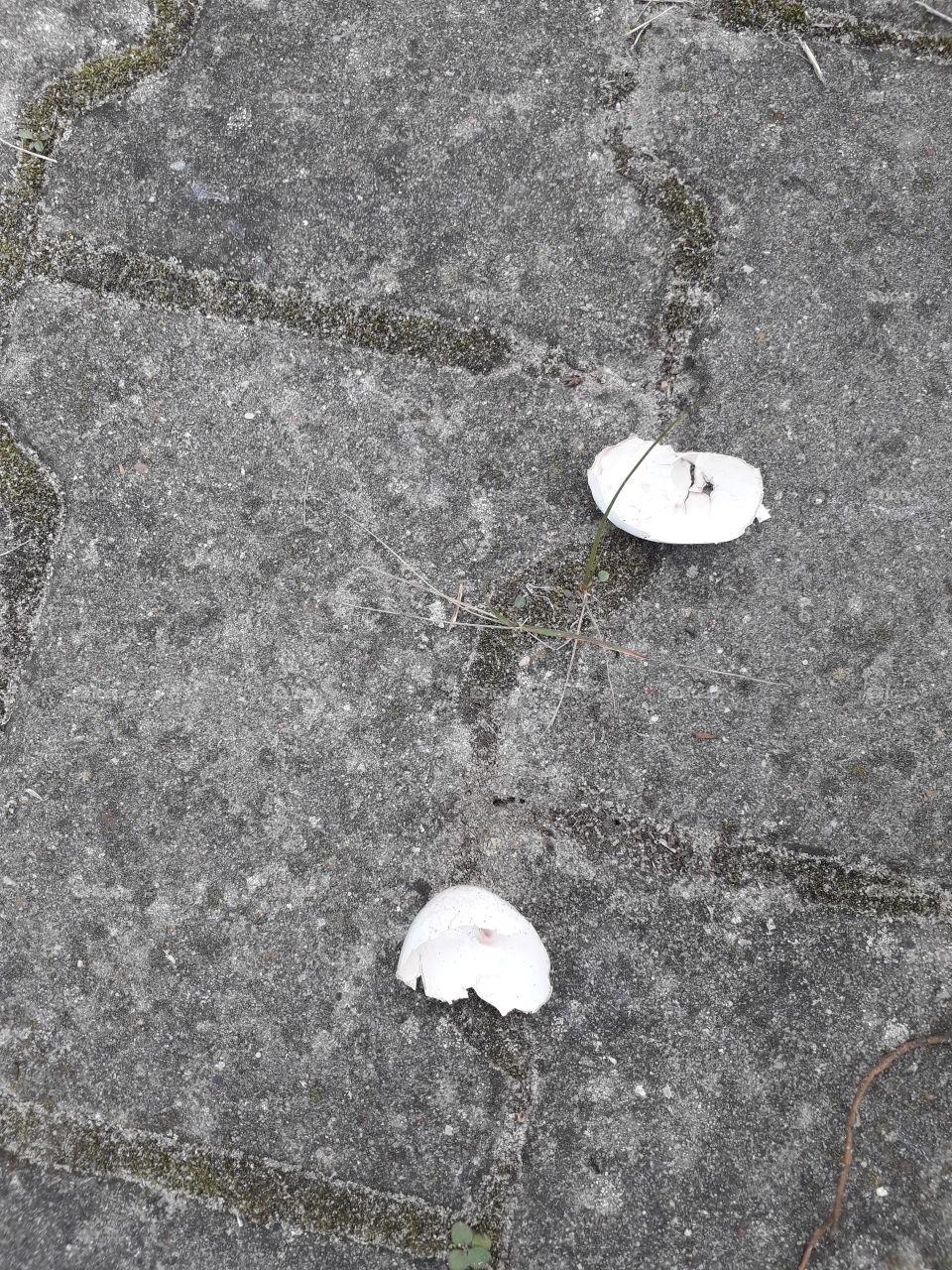 eggshell on the pavement