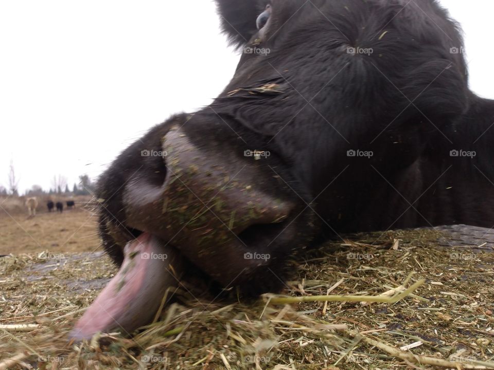 Cow eating with tongue out