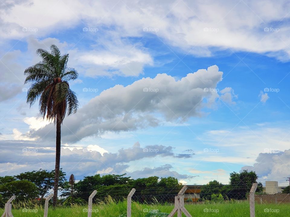 Landscape of a coconut tree and a sky full of clouds
