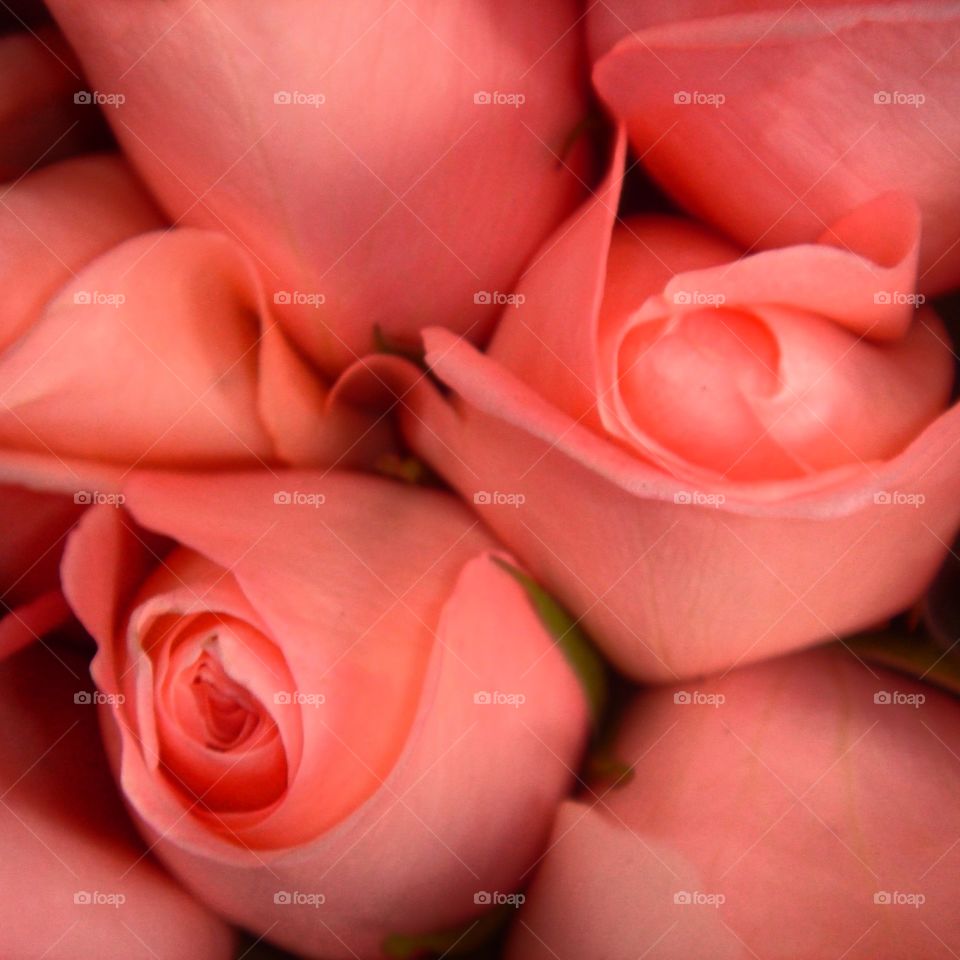 Pink Roses for your loved one, romantic and beautiful to show someone love , closeup photo 