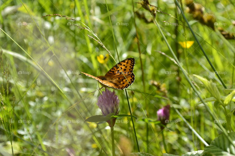 Butterfly