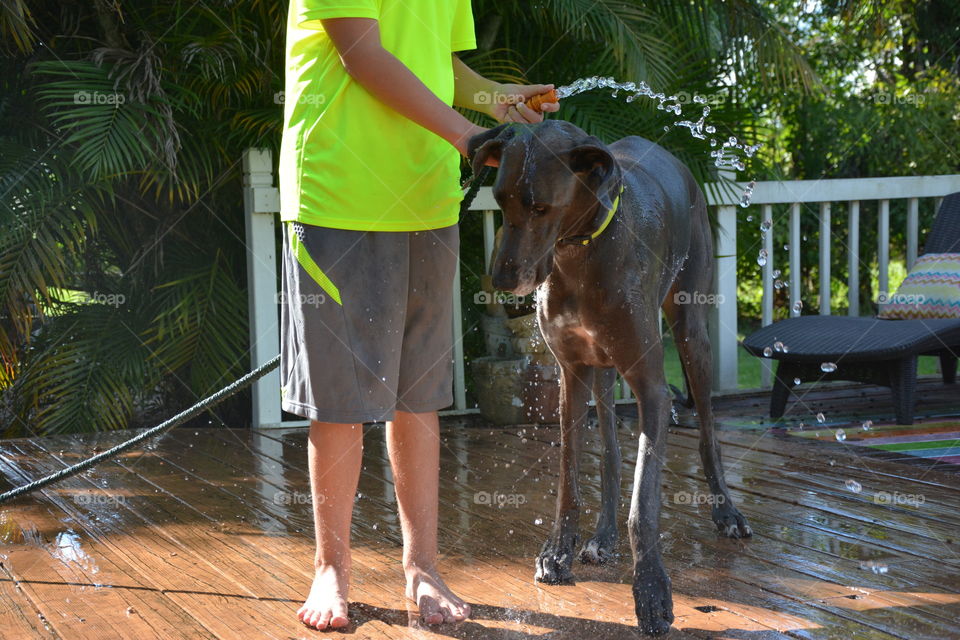 My son washing our big blue Great Dane 