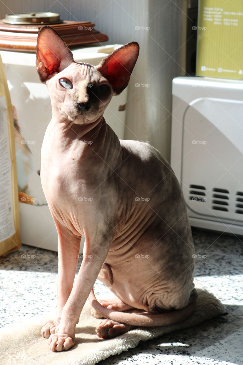 Sphynx Female in the sunshine, on the table