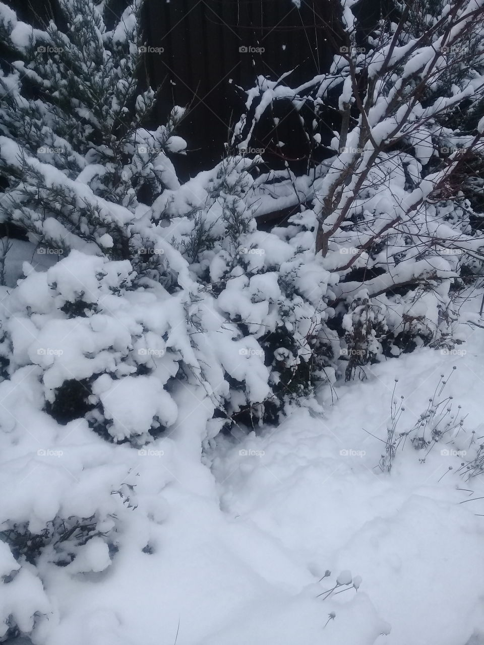 The first snow in this year