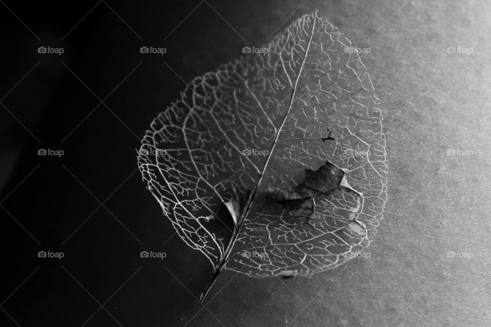 Skeleton of a leaf