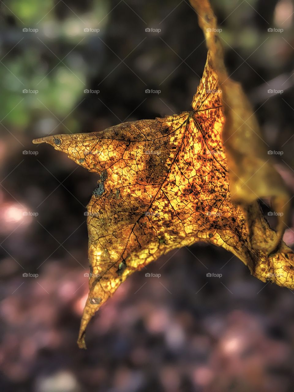 One Autumn Leaf