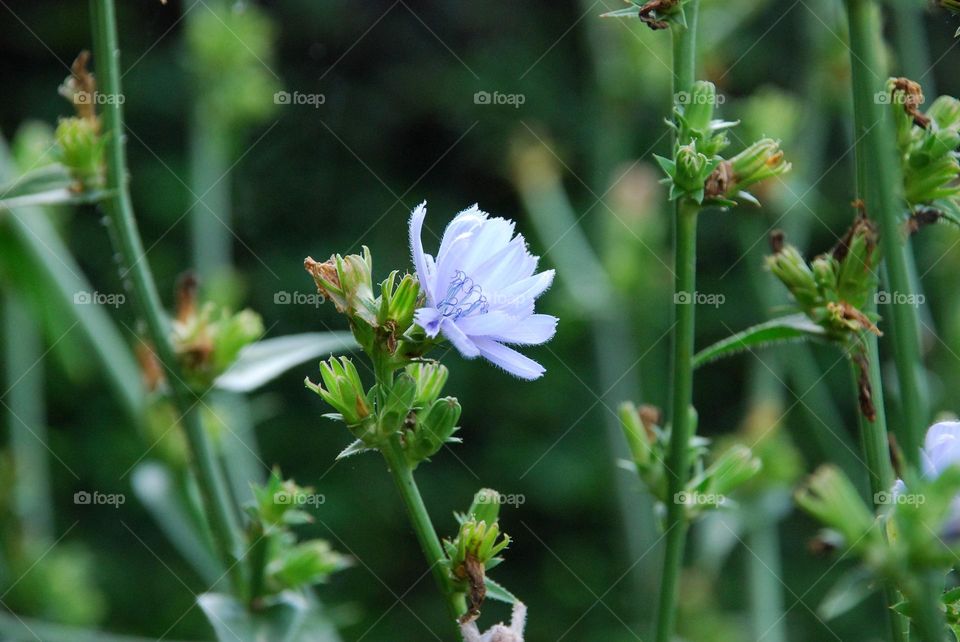 Cichorieae (chicory) Asteraceae