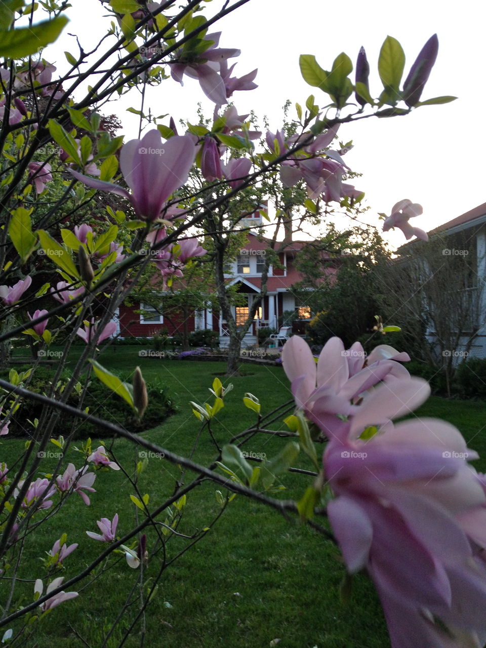 Magnolias in the dusk