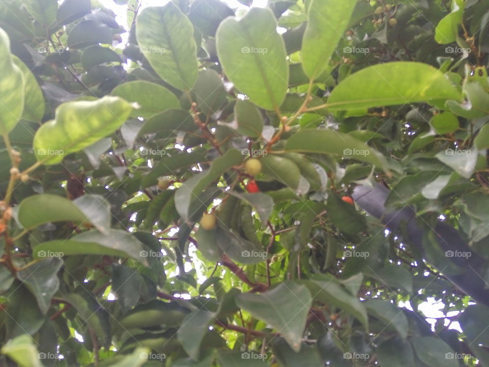 fruits of plants around green leaves