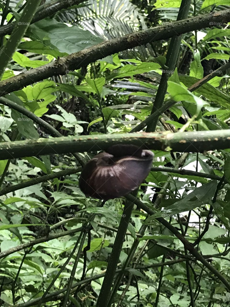 Snail in Puerto Rico 
