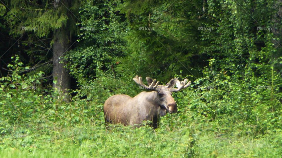 King of the forest